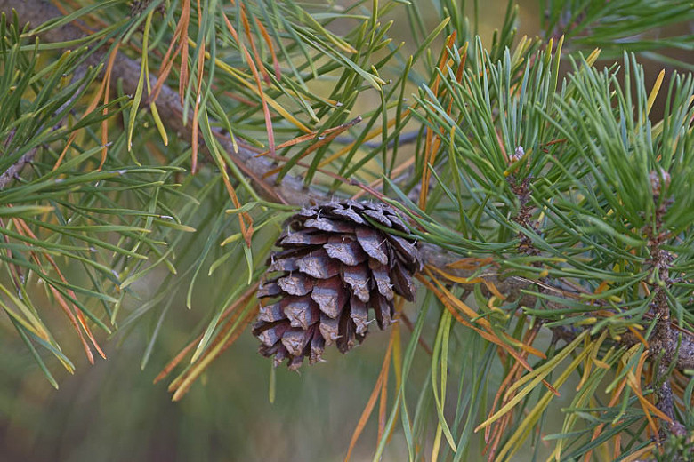 Pinus taeda, Loblolly Pine, Oldfield Pine, Bull Pine, Rosemary Pine, Evergreen Tree, Evergreen Shrub, Conifer
