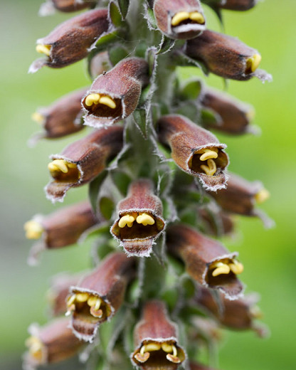 Digitalis Parviflora,Small-Flowered Foxglove, brown flowers, chocolate flowers, deer tolerant perennial
