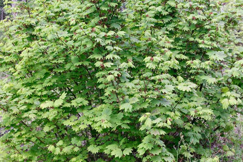 vine maple tree height and width