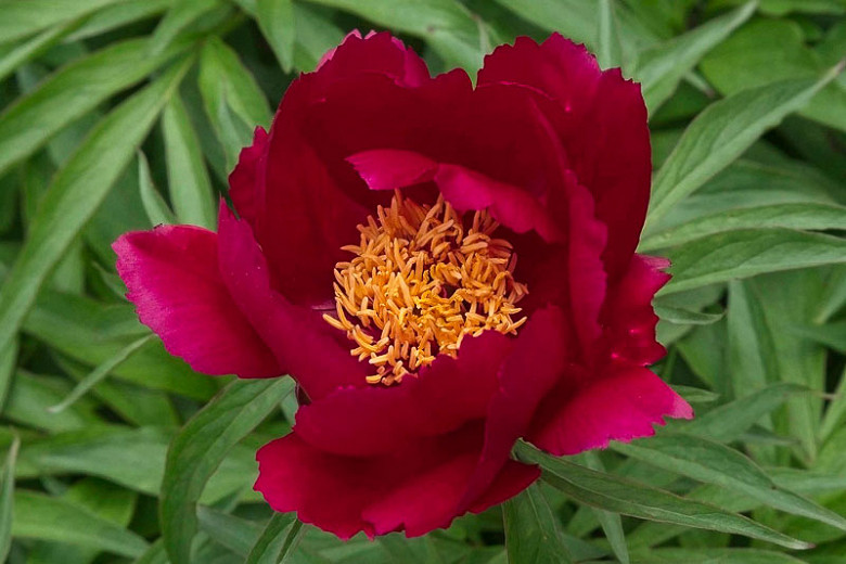 Paeonia 'Early Scout', Peony 'Early Scout', 'Early Scout' Peony, Red Peonies, Red Flowers, Fragrant Peonies