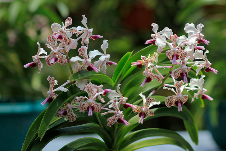 Vanda tricolor, Soft Vanda, Vanda suavis, Vanda suaveolens, Limodorum suaveolens, Purple Orchids, Fragrant Orchids, Easy Orchids, Easy to Grow Orchids