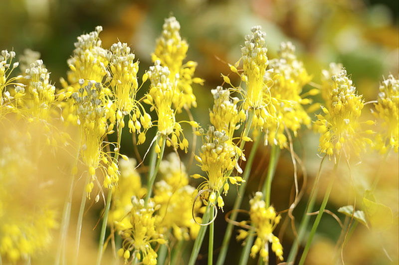 Allium flavum (YellowFlowered Garlic)