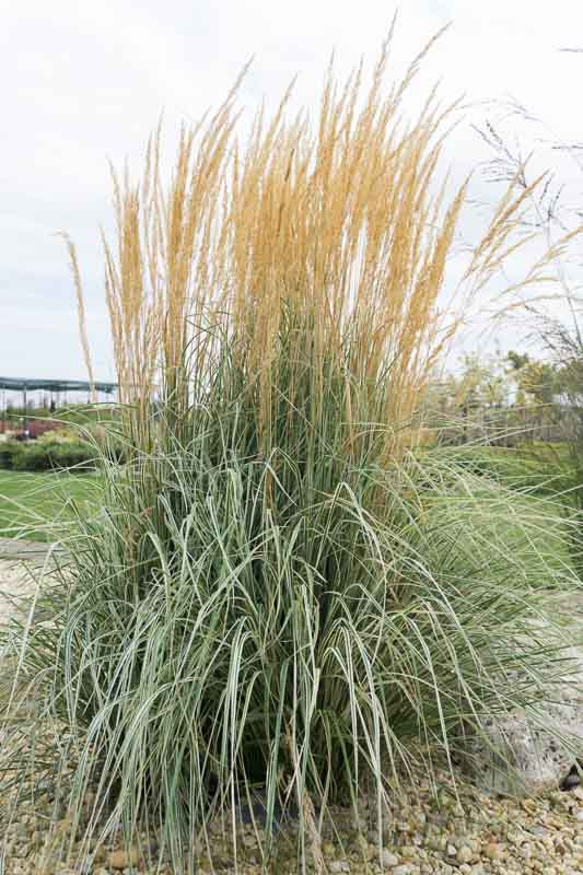 Calamagrostis x acutiflora 'Overdam' (Feather Reed Grass)