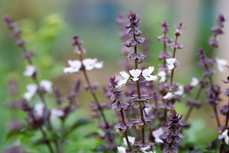 Ocimum sanctum (Holy Basil)