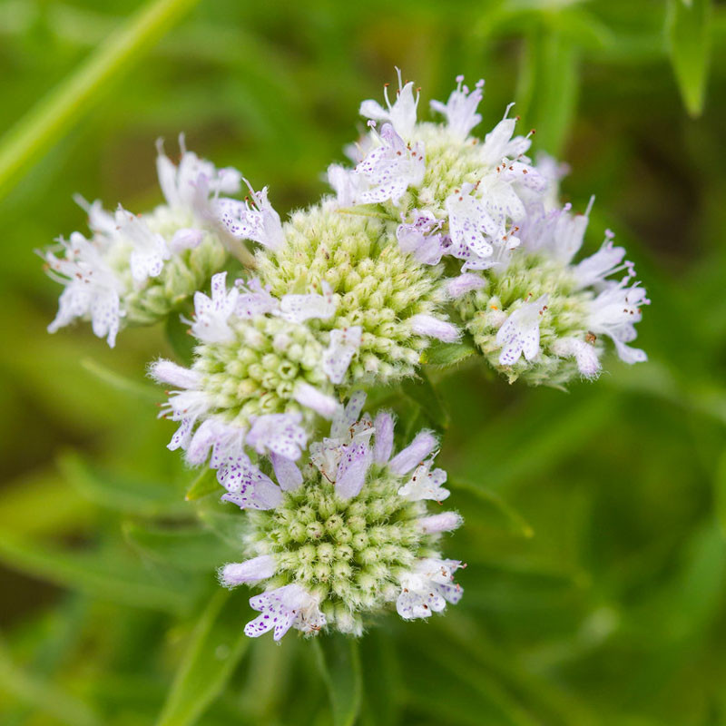 Pycnanthemum virginianum (Virginia Mountain Mint)