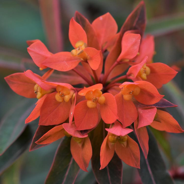 Euphorbia griffithii 'Fireglow' (Spurge)