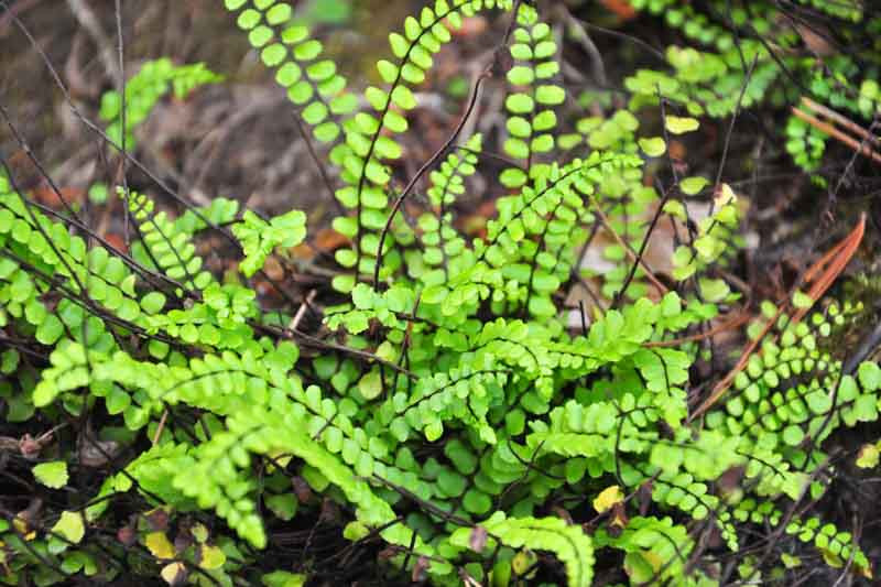 Asplenium trichomanes (Maidenhair Spleenwort)