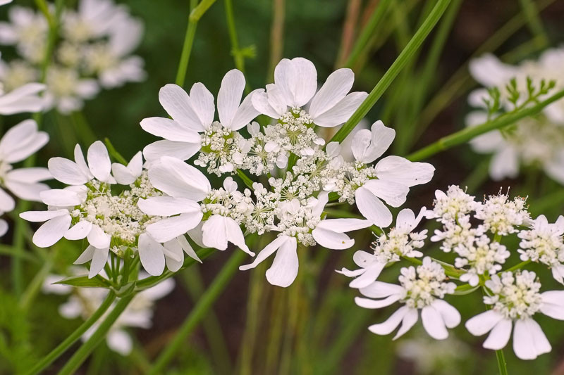 Orlaya grandiflora (White Lace Flower)
