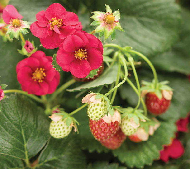 Fragaria × ananassa 'Berried Treasure Red' (Everbearing Strawberry)