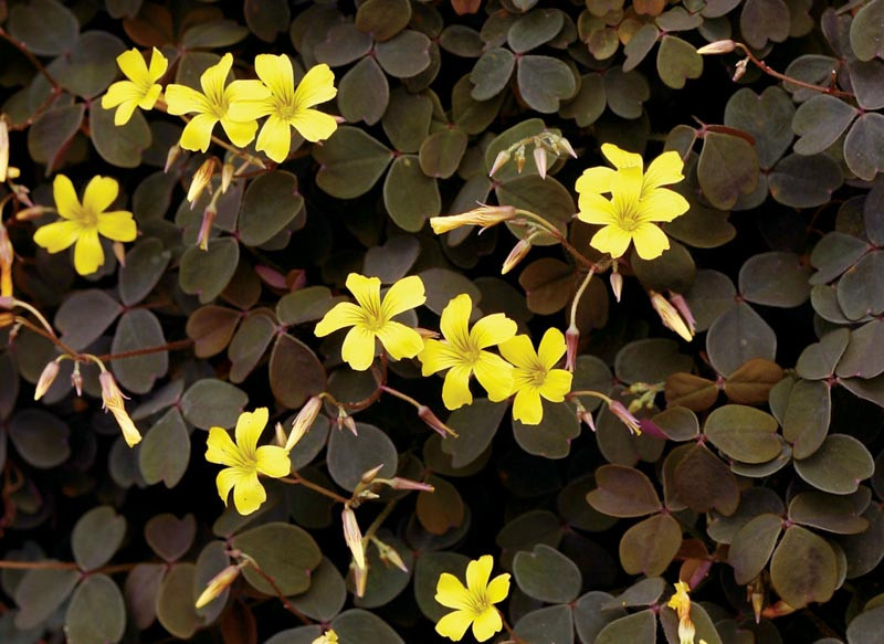 Oxalis vulcanicola 'Zinfandel'