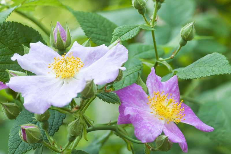 Rosa setigera (Prairie Rose)