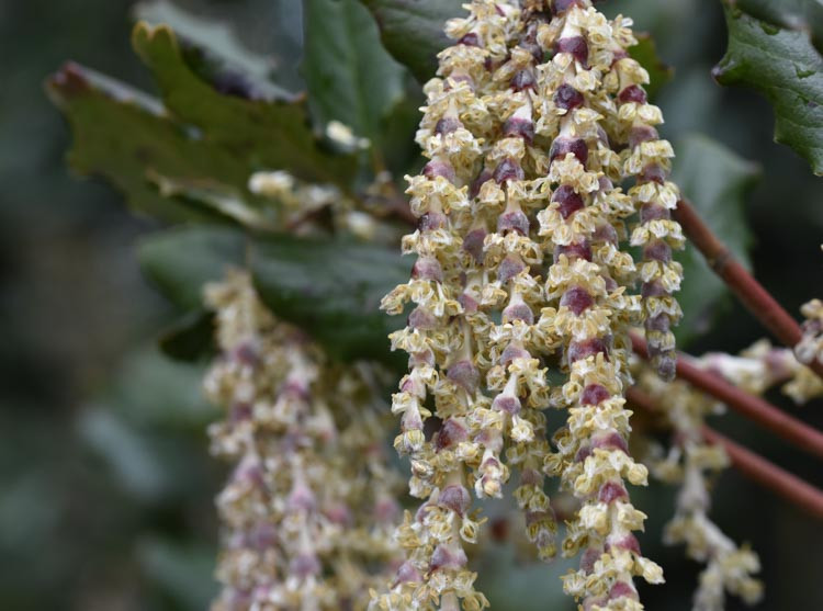 Garrya elliptica 'James Roof' (Silk Tassel Bush)