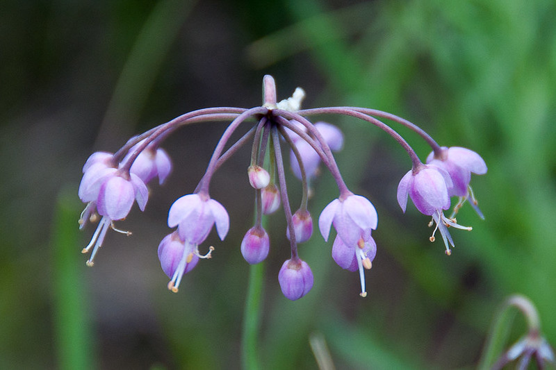 Allium cernuum (Lady's Leek)