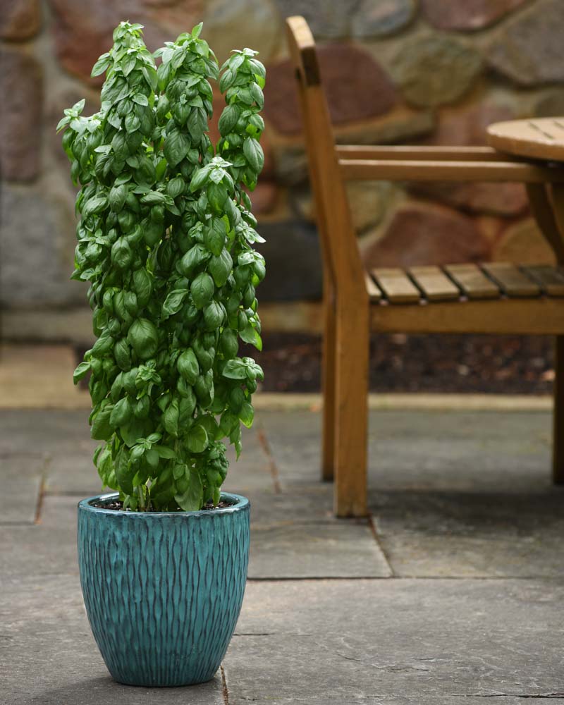 Ocimum basilicum 'Everleaf Emerald Towers' (Basil)