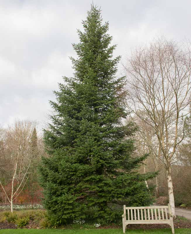 Abies grandis (Grand Fir)