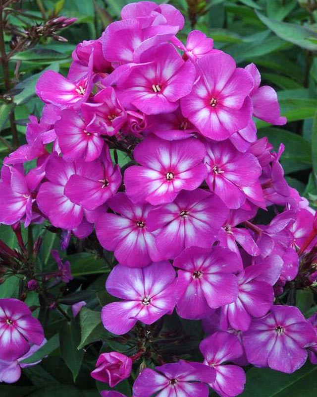 Phlox paniculata Grape Lollipop (Garden Phlox)