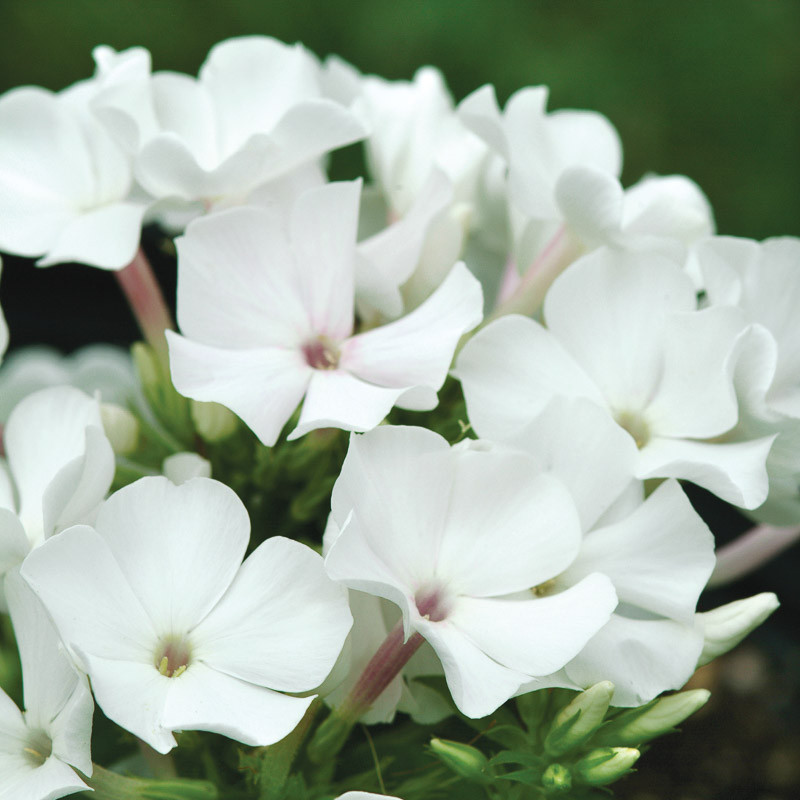 Phlox Paniculata Flame White Garden Phlox