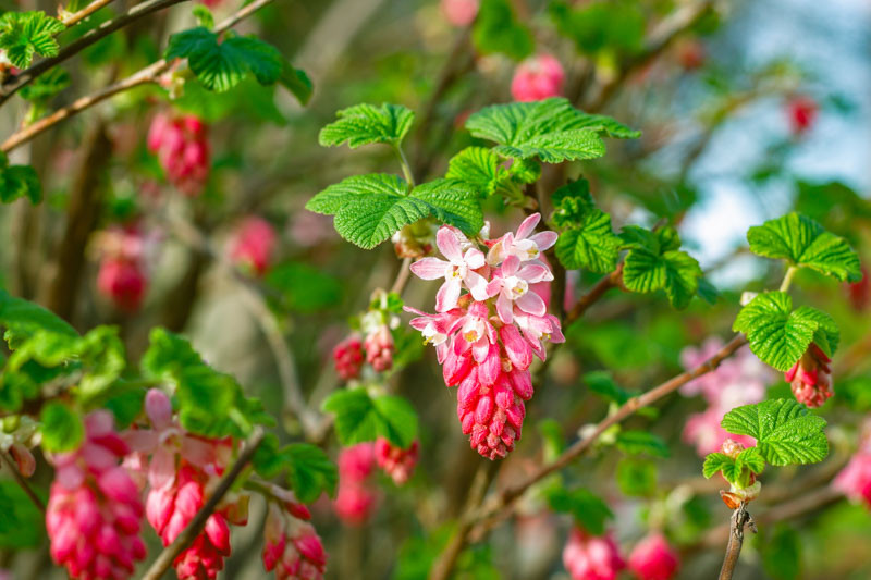 Ribes sanguineum (Red Flowering Currant)