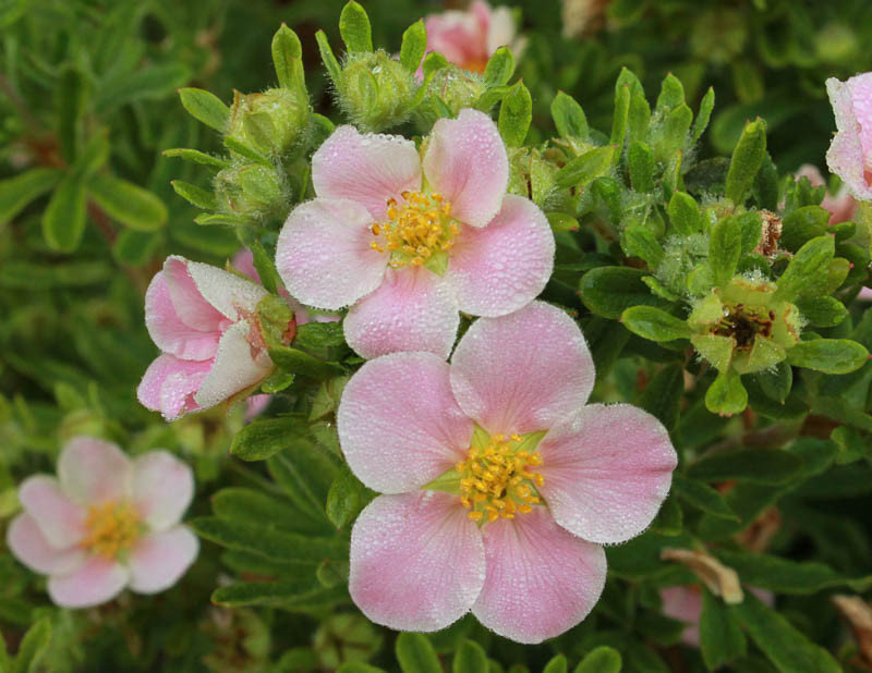 Potentilla fruticosa Happy Face® Pink Paradise (Shrubby Cinquefoil)