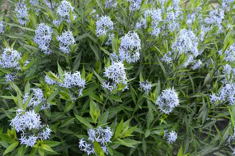 Image of Bluestar, Blue Dogbane (Amsonia tabernaemontana) plant