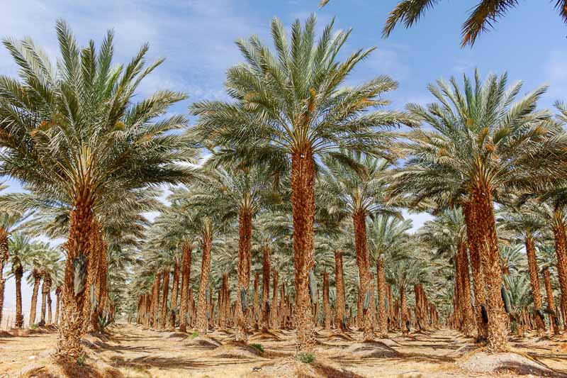 Phoenix dactylifera (Date Palm)