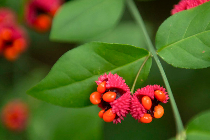 Euonymus americanus (American Strawberry Bush)