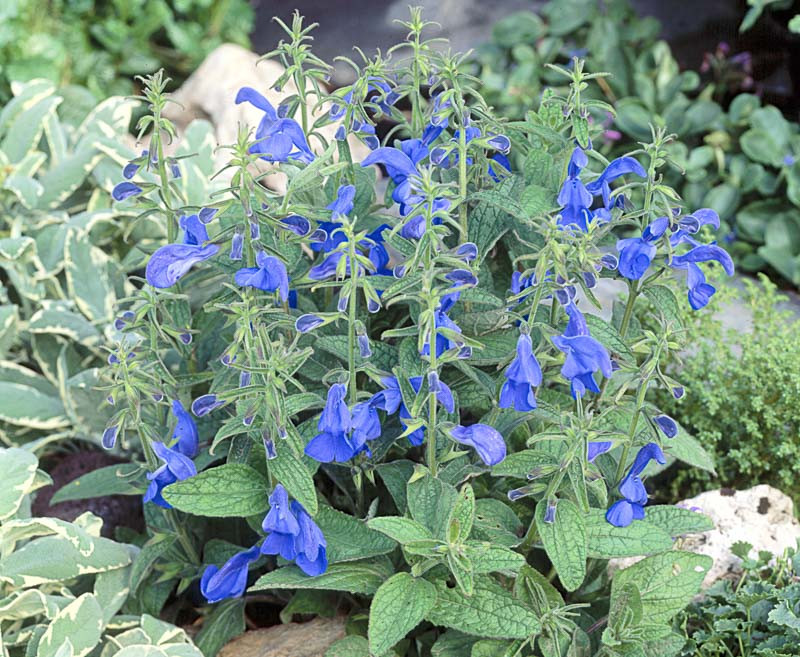Salvia patens 'Patio Deep Blue' (Gentian Sage)