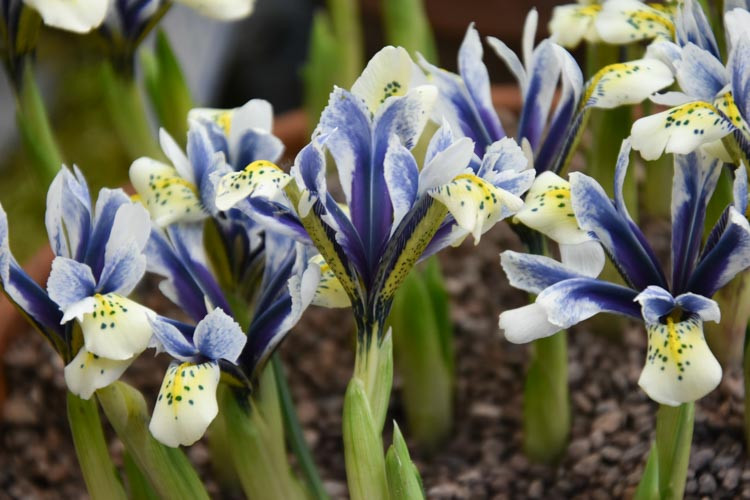 Iris 'EyeCatcher' (Dwarf Iris)