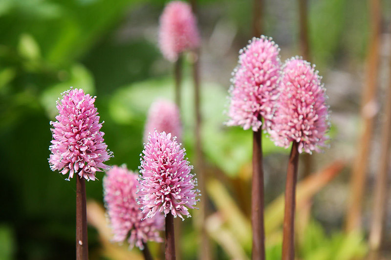 Helonias bullata (Swamp Pink)