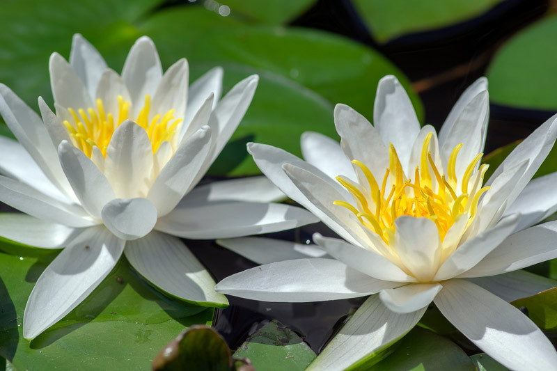 Nymphaea 'Hermine' (Hardy Water Lily)