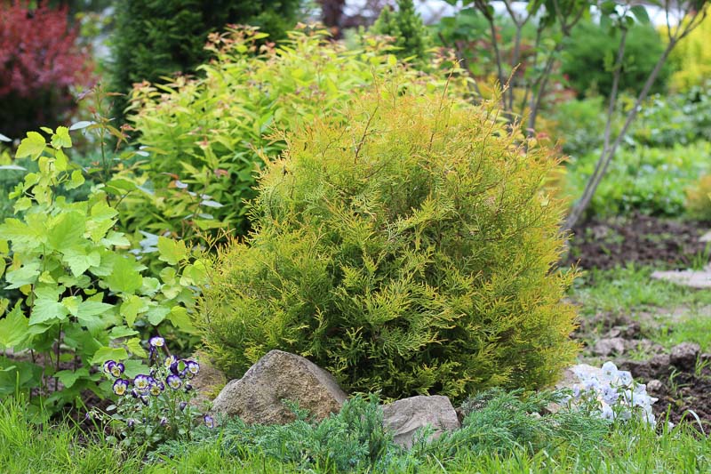 Thuja occidentalis 'Rheingold' (American Arborvitae)