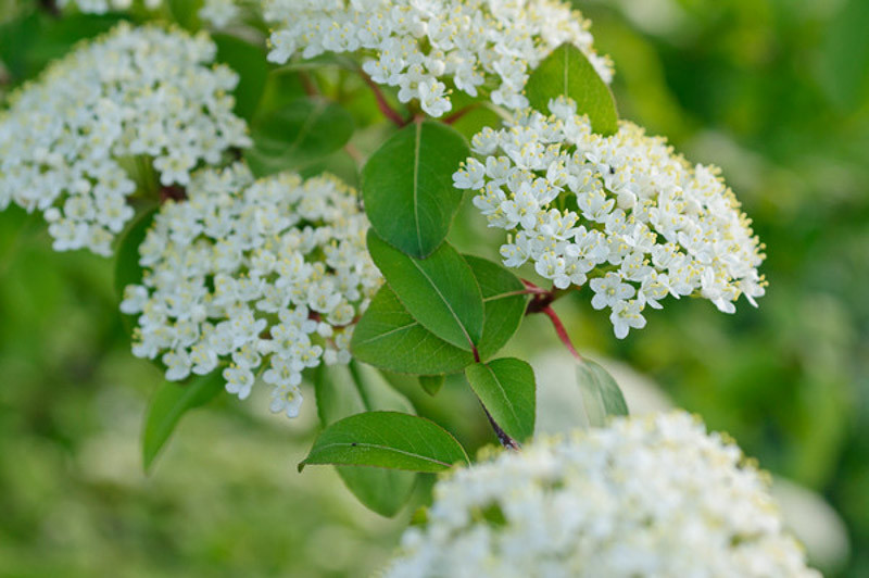 Viburnum prunifolium (Blackhaw)