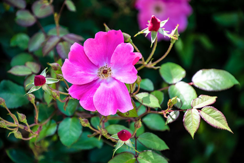 Rosa nitida (Shining Rose)