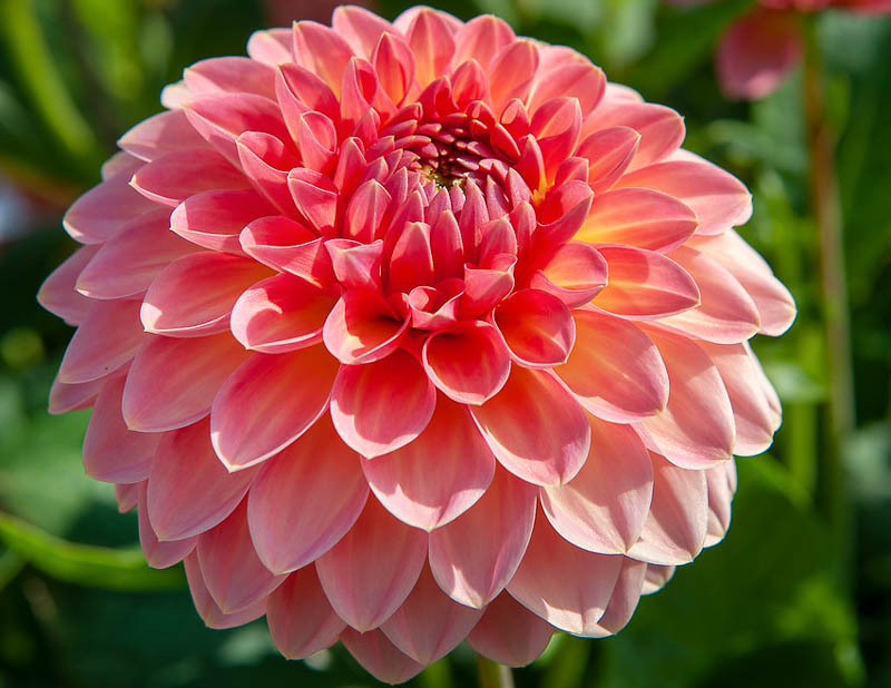 Dahlia ‘Hillcrest Suffusion’