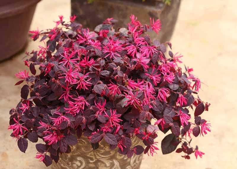 Loropetalum chinense Jazz Hands® Dwarf Pink (Chinese