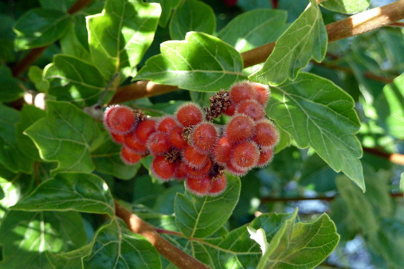 Rhus aromatica (Fragrant Sumac)