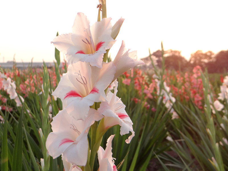 Gladiolus 'Carine' (SwordLily)