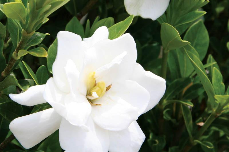 Gardenia jasminoides �Jubilation� (Cape Jasmine)