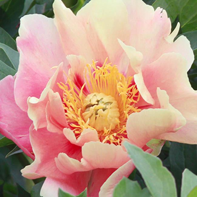 Paeonia Julia Rose Itoh Peony Paeonia Julia Rose Itoh Peony