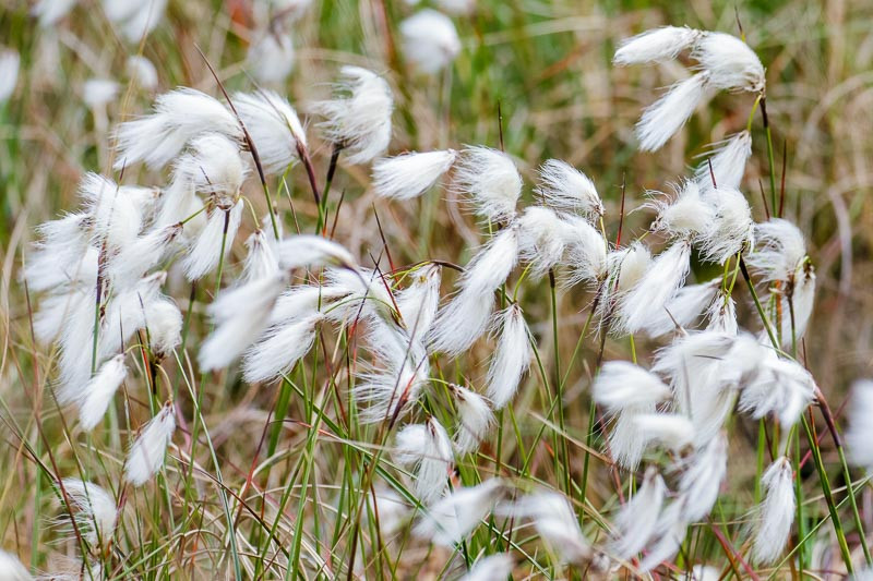 Eriophorum angustifolium (Tall Cottongrass)