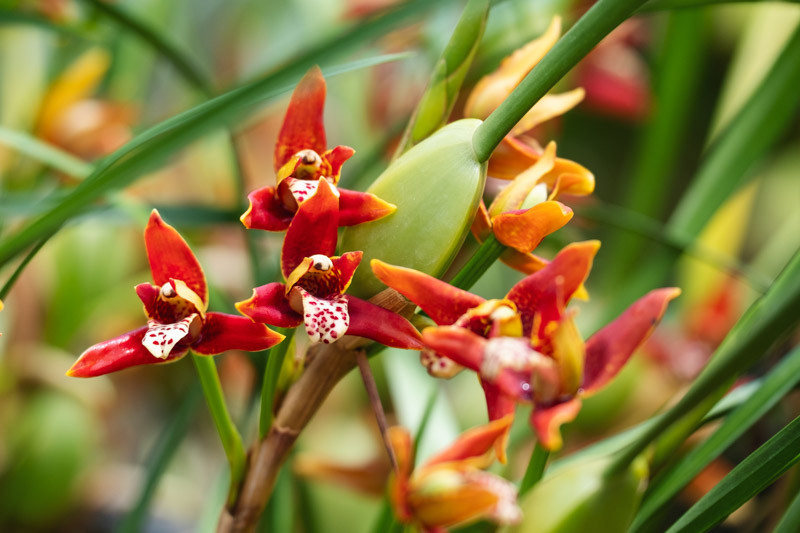 Maxillaria tenuifolia (Coconut Orchid)