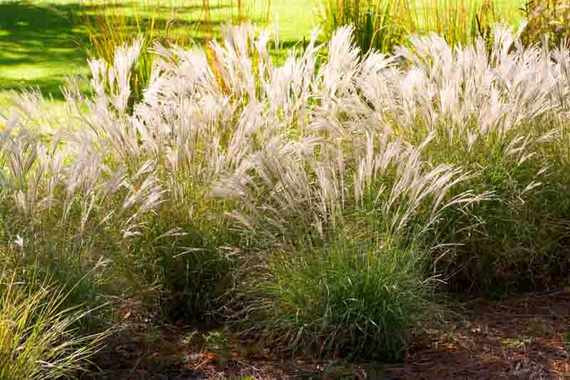 Miscanthus sinensis 'Little Kitten' (Chinese Silver Grass)