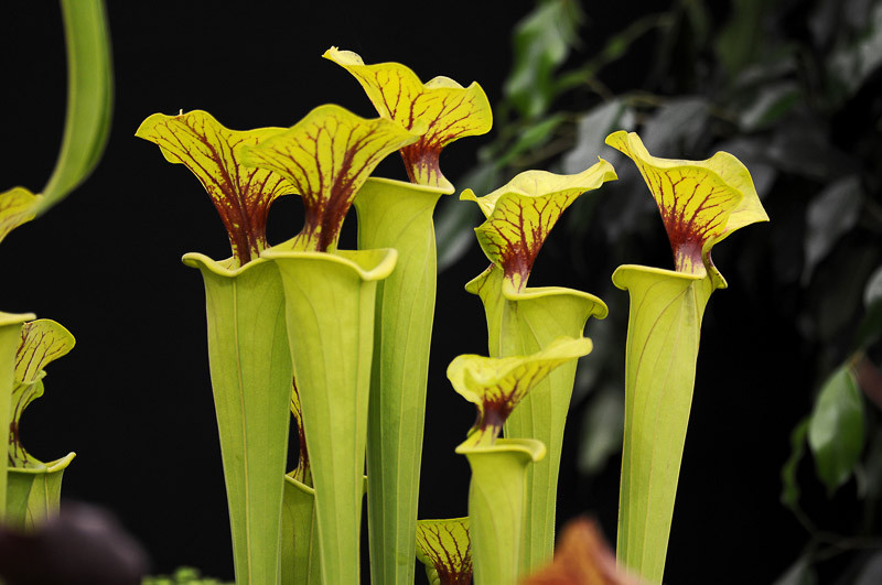 Sarracenia flava (Yellow Pitcher Plant)