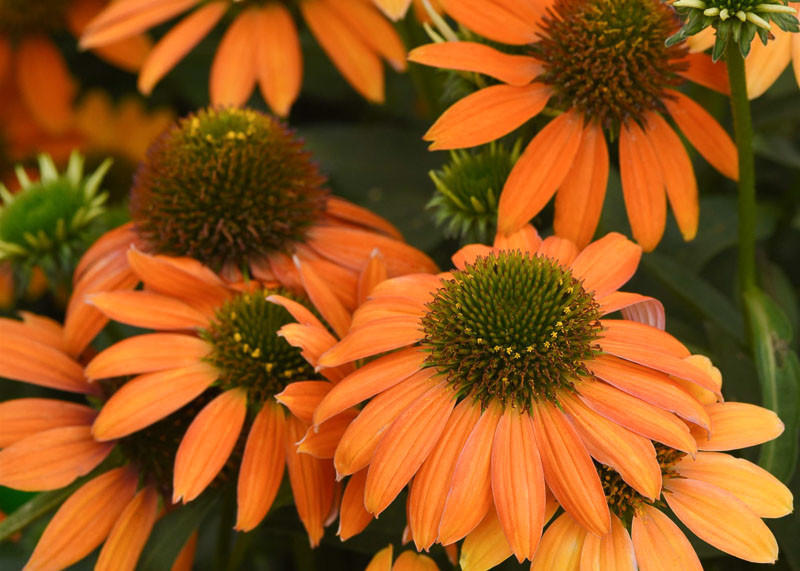 Echinacea x hybrida Artisan™ Soft Orange (Coneflower)