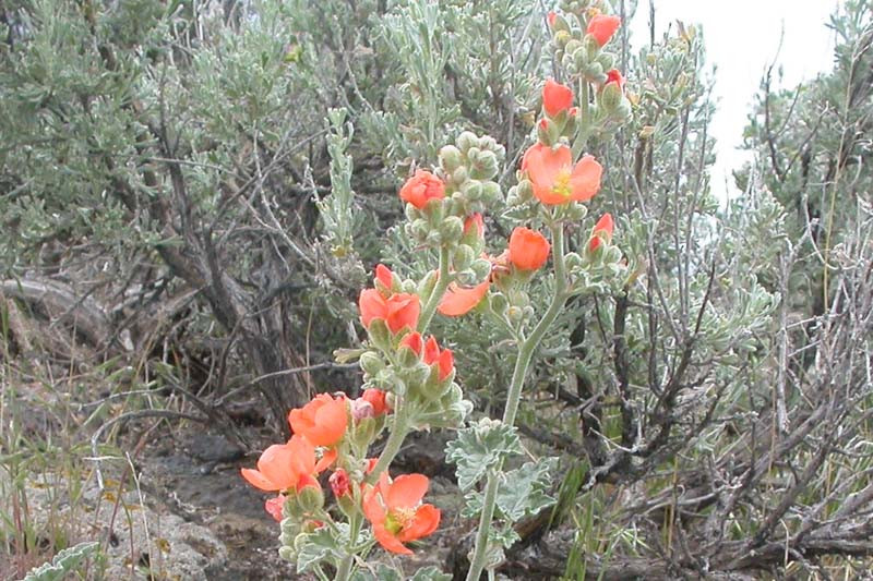 Sphaeralcea munroana (Munro's Globemallow)