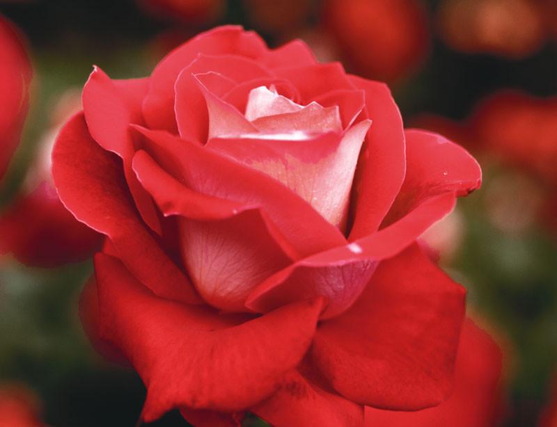 Download Rosa Love Grandiflora Rose