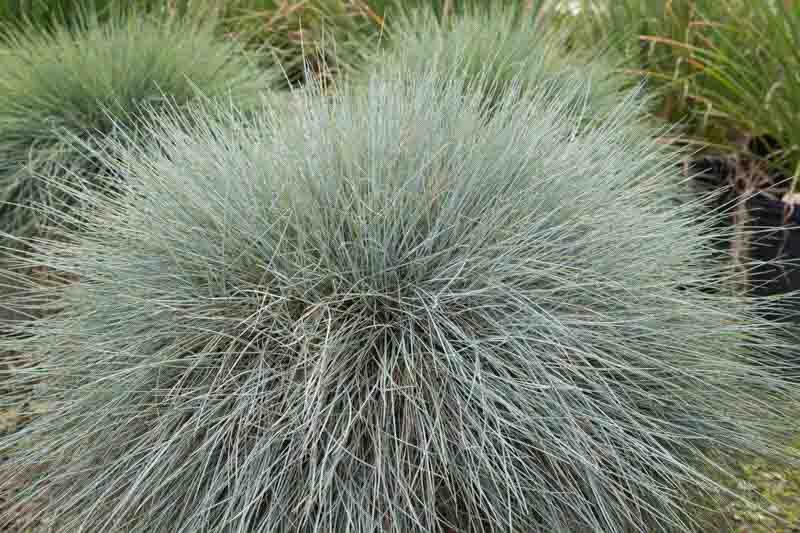 Festuca glauca 'Beyond Blue' (Blue Fescue)