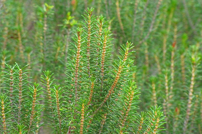 Ceratiola ericoides (Florida Rosemary)
