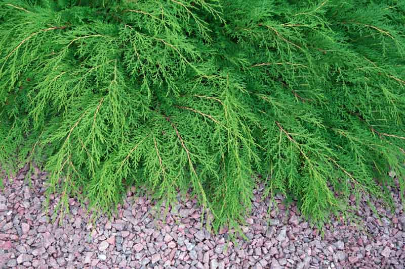 Microbiota decussata (Russian Arborvitae)