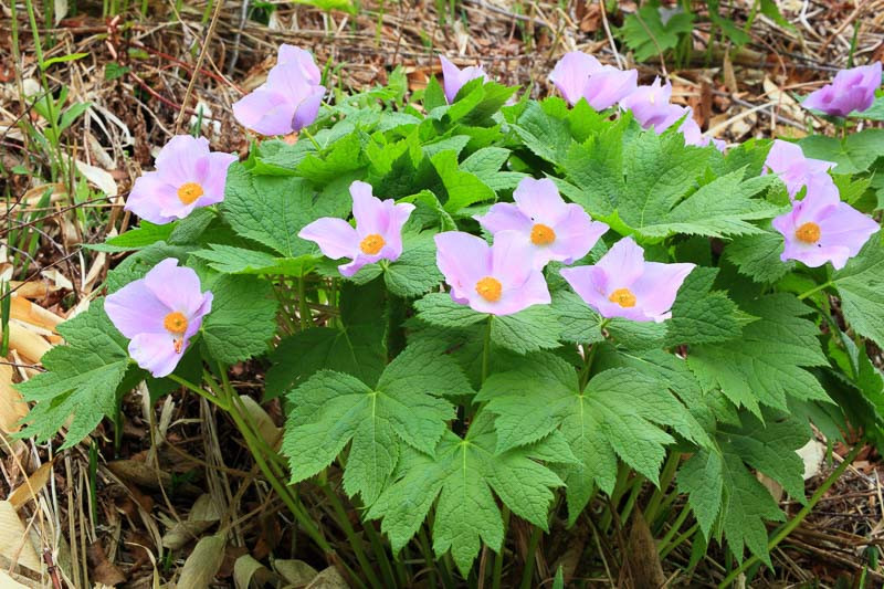 Glaucidium palmatum (Japanese Wood Poppy)